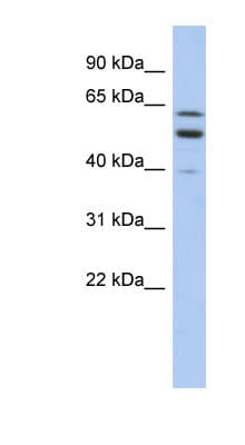 TMCC1 Antibody (aa431-480)