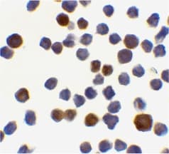 PathPlus™ ACIN1 / Acinus Antibody