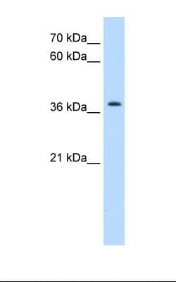 TMEM30A Antibody (aa108-157)