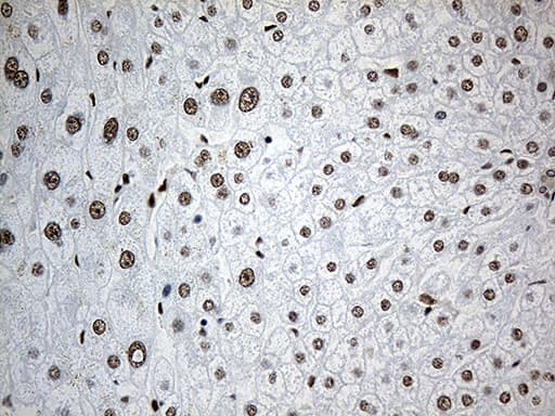 RLIM / RNF12 Antibody (clone OTI2D7)