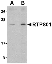 Polyclonal Rabbit anti-Human DDIT4 / REDD1 Antibody (IHC, IF, WB)