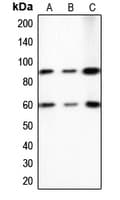 ERF / PE2 Antibody (C-Terminus)