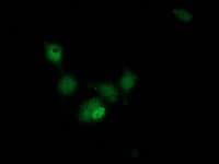 Monoclonal Mouse anti-Human HAGHL Antibody (clone OTI1G8, IF, WB)