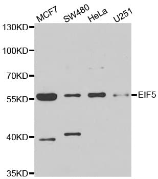 EIF5 Antibody