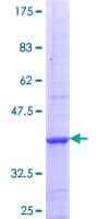 Human NAALADL2 Protein (Recombinant GST, N-terminus)