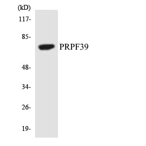PRPF39 Antibody (aa287-336)