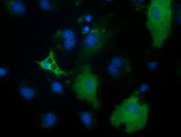 PECR Antibody (clone OTI1C9)
