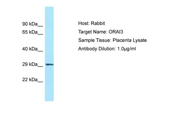 ORAI3 Antibody (N-Terminus)