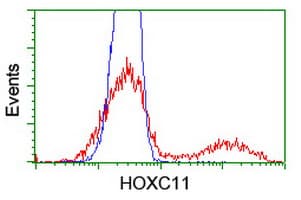 HOXC11 Antibody (clone OTI1F8)