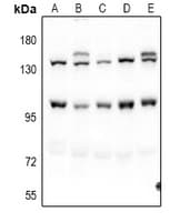 PNN / Pinin Antibody