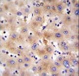 Polyclonal Rabbit anti-Human FBXO47 Antibody (aa114-143, IHC, WB)