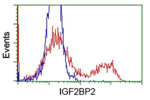 Monoclonal Mouse anti-Human IGF2BP2 Antibody (clone OTI4F7, IF, WB)
