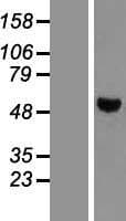 PTP1B Protein (Over-Expression Lysate Myc-DDK (Flag))