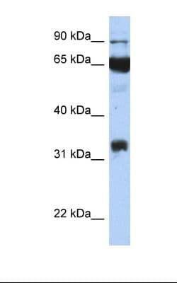 PTGS1 / COX-1 Antibody (aa218-267)
