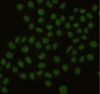 PCNA Antibody