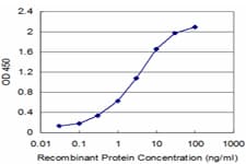 IHC-plus™ CBS Antibody (clone 5F7)