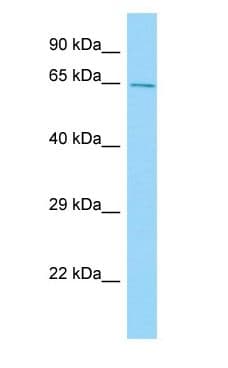 CPNE2 Antibody (aa20-69)