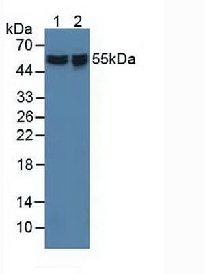 API5 Antibody (aa2-360, PE)