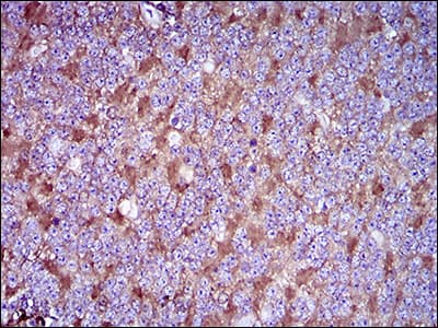 IHC-plus™ Monoclonal Mouse anti-Human THY1 / CD90 Antibody (clone 7E1B11, aa17-132, IHC, IF, WB)