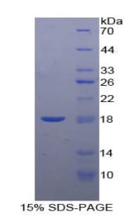 Horse Leptin Protein (Recombinant His-T7)