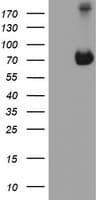 AICAR / ATIC Antibody (clone OTI1D2)