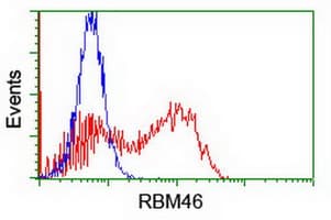 RBM46 Antibody (clone OTI1D6)