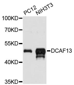 DCAF13 / WDSOF1 Antibody