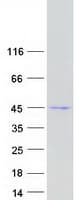 Human GSDMB / Gasdermin-Like Protein (Recombinant Myc-DDK (Flag))