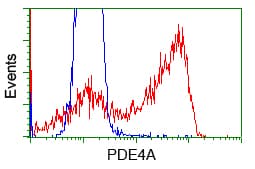 PDE4A / PDE4 Antibody (clone OTI6B6)
