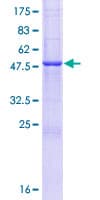 Human BPIFA3 / SPLUNC3 Protein (Recombinant GST)