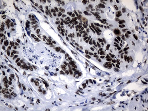 POLR2A / RNA polymerase II Antibody (aa1351-1614, clone OTI3C8, Carrier-free)