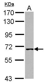 Polyclonal Rabbit anti-Human WRNIP1 / WHIP Antibody (WB)
