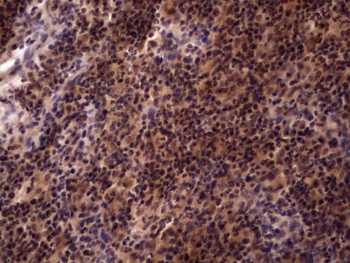 UFD1L Antibody (clone OTI7C9)