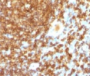 CD45RB Antibody (clone PTPRC/1132, Ready-to-Use)