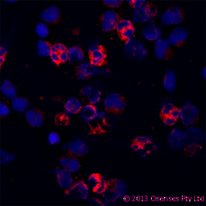 LL37 / Cathelicidin Antibody (clone OSX12)