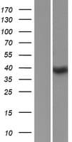 SSBP4 Protein (Over-Expression Lysate Myc-DDK (Flag))