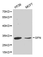 SFN / Stratifin / 14-3-3 Sigma Antibody