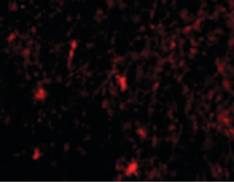 IHC-plus™ NCSTN / Nicastrin Antibody