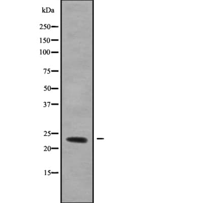 RERG Antibody