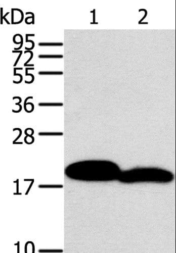 MYL2 Antibody