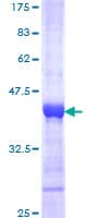 Human DTX3L Protein (Recombinant GST, N-terminus)