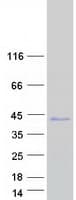 Human FRG2C Protein (Recombinant Myc-DDK (Flag))