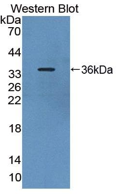 PDE4B Antibody (aa500-736)