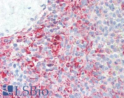 IHC-plus™ IL3 Antibody (aa20-152)