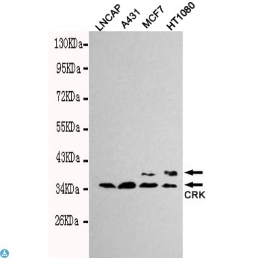 CRK Antibody