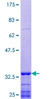 Human SEMA6D / Semaphorin 6D Protein (Recombinant GST, N-terminus)
