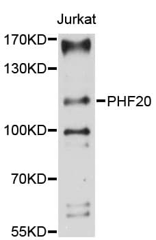 PHF20 Antibody