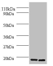 H2AFJ Antibody