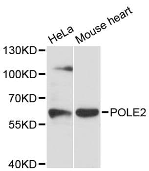 Polyclonal Rabbit anti-Human POLE2 Antibody (WB)