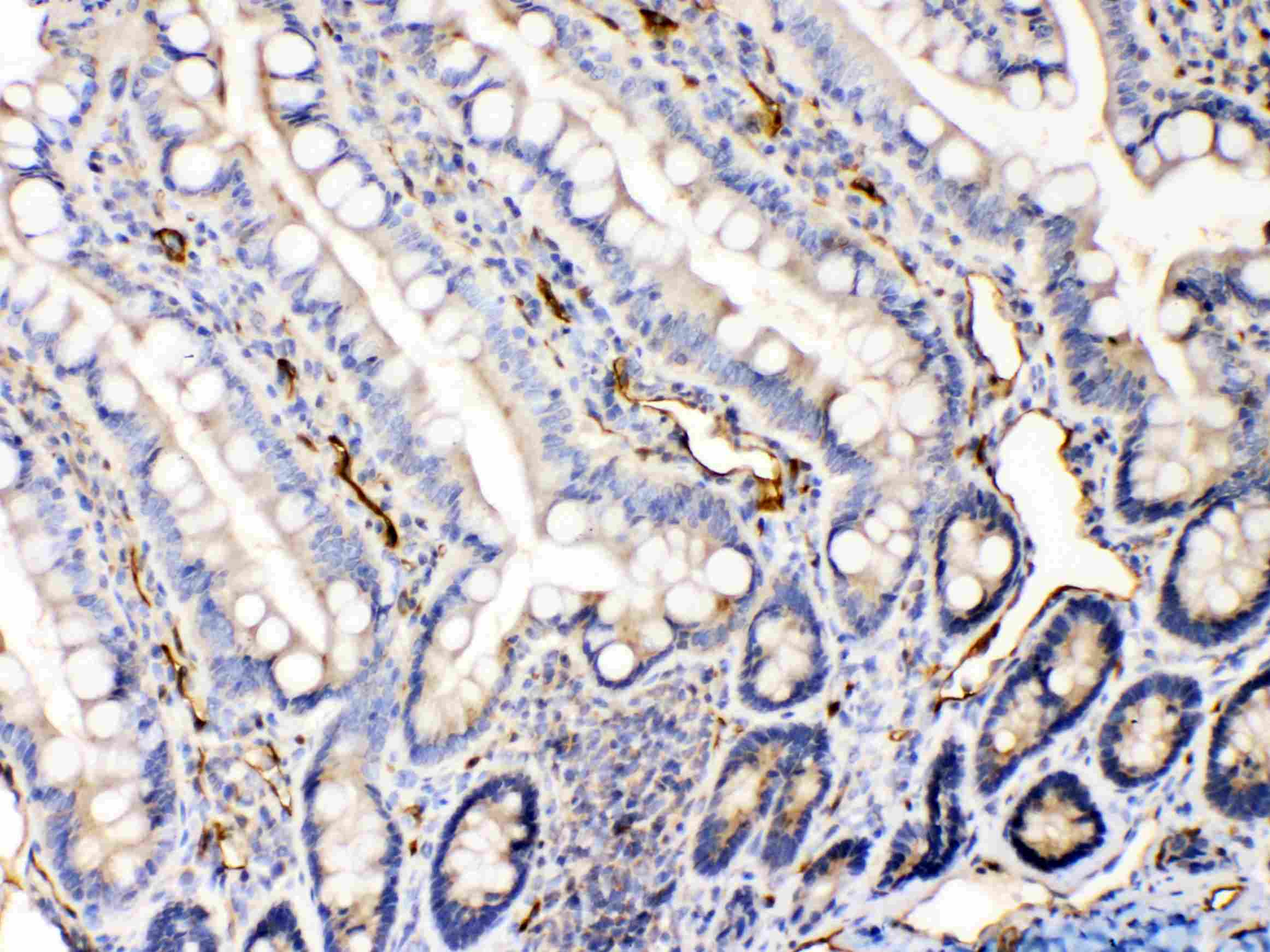 BAX Antibody